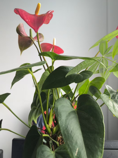 夏日灼灼，西瓜清涼